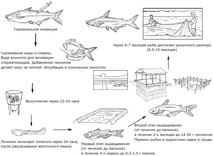 Pangasius hypophthalmus 01