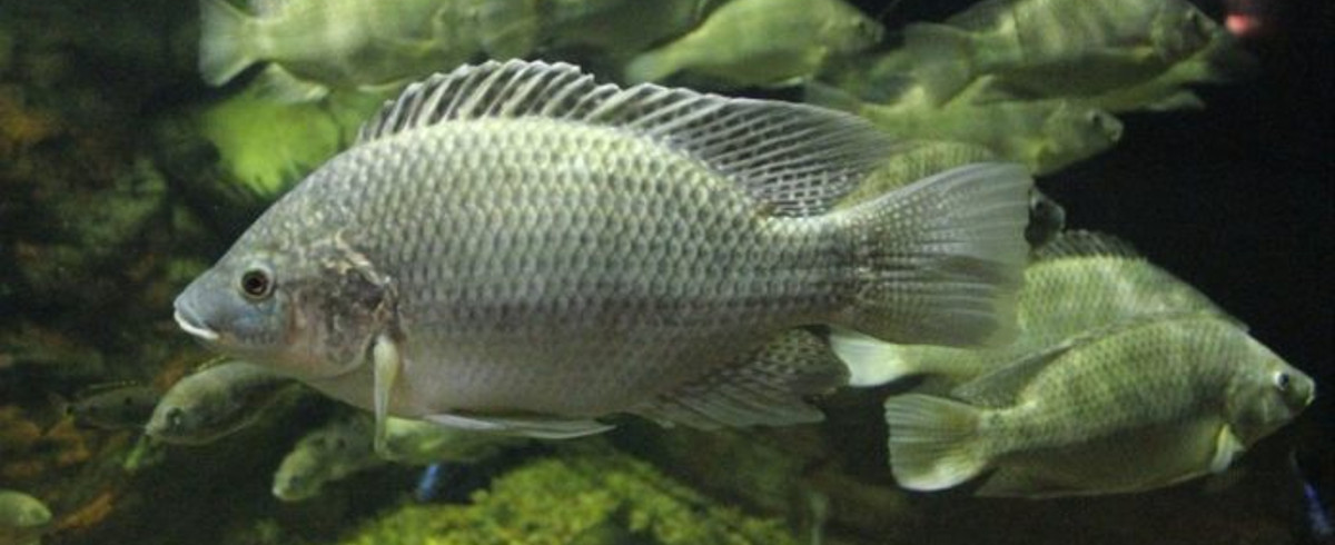 Tilapia