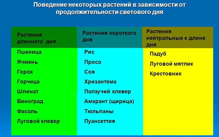 альтернативный текст