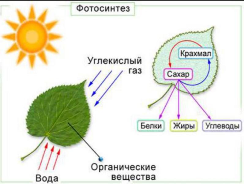 альтернативный текст